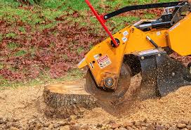 Best Root Management and Removal  in South Amboy, NJ