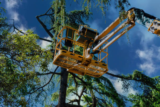 Best Tree Removal  in South Amboy, NJ