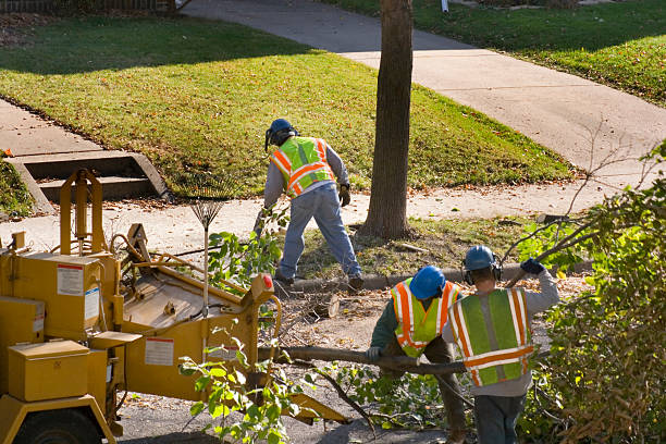 Professional Tree Services in South Amboy, NJ