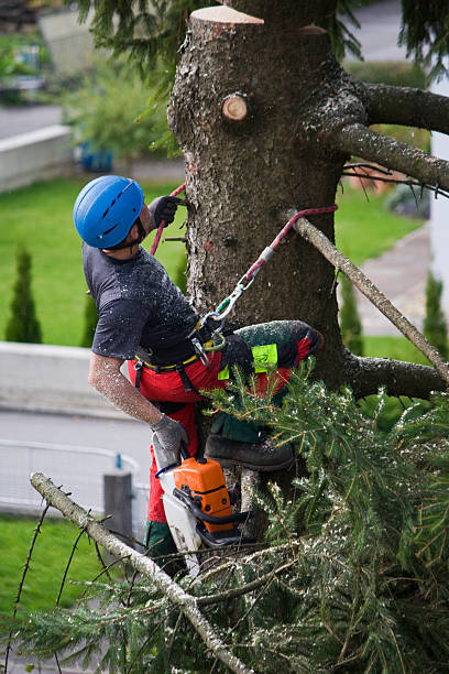 Best Lawn Grading and Leveling  in South Amboy, NJ